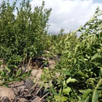 انواع نهال مرکبات|خدمات باغبانی و درختکاری|جیرفت, |دیوار