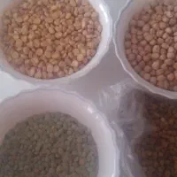 حبوبات تمیز با بهترین کیفیت محصول امسال