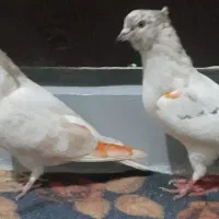 کبوتر پرشی|پرنده|کرج, بنیاد|دیوار