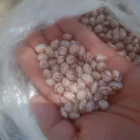 بهترین لوبیا چیتی بازار