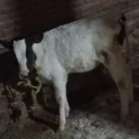 گاو ماده|حیوانات مزرعه|آذرشهر, |دیوار