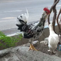 خروس چهل تاج گلین|حیوانات مزرعه|جاجرود, |دیوار