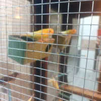 دو جفت مرغ عشق و یه جفت فنج پرستار|پرنده|شهرکرد, |دیوار