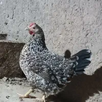مرغ و خروس سالم و تخم گذار