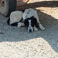 سگ خراسانی سند تازه شده 3