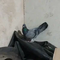 کبوتر پرشی|پرنده|خمینیشهر, |دیوار