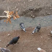 بوقلمون پرواری نسل بورن آمریکایی همگی درجه یک|حیوانات مزرعه|ماهیدشت, |دیوار