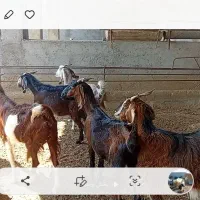 فروشی.|حیوانات مزرعه|وراوی, |دیوار