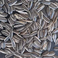 خرید و فروش تخمه افتاب و کدو|خوردنی و آشامیدنی|محمدبار, |دیوار