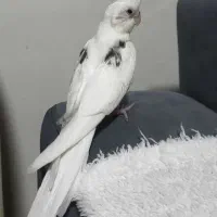 عروس هلندی گمشده