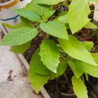 تعدادی نهال گل کاغذی وتاتوره