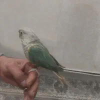 سلام گرینچیک پاین اپل نر دستی|پرنده|قوچان, |دیوار