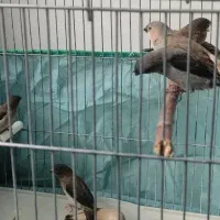 فروش جوجه فنچ بنگالی