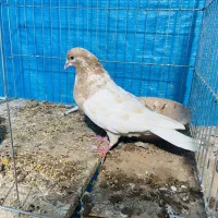 کفتر|پرنده|کاشان, پشت شهربانی|دیوار