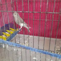 قناری ماده ۲ عدد