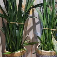 گل سانسوریا شمشیری