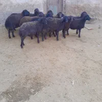 ۱۳عددبره ماده قرهقزل|حیوانات مزرعه|سراب, |دیوار