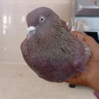 کفتر