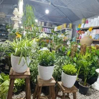 اجاره گلخانه جهت فروش گل و گلدان و نهالستان|اجارهٔ دفتر صنعتی، کشاورزی، تجاری|مرودشت, فاز دوم شهرک فرهنگیان|دیوار