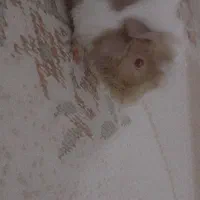 همستر|موش و خرگوش|نورآباد, |دیوار