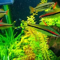 ماهی ردلاین و رمبو|ماهی|سبزوار, پاسداران|دیوار