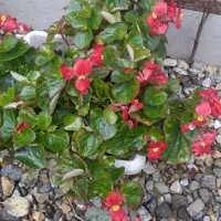 گلهای طبیعی یشم واگلونما کاکتوس صخرهای|گل و گیاه طبیعی|بندر انزلی, کلیور|دیوار