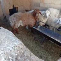 کره و بره و میش شروع قیمت از ۵۵۰۰تومن به بالا