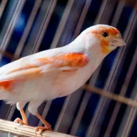 قناری دهن سهره قناری