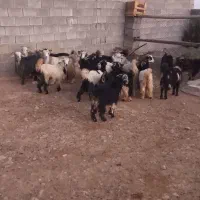کهره و بره