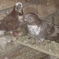 کبوتر تیرماهی