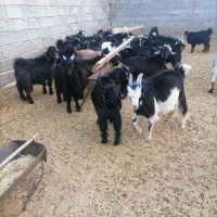 کهره چاق دهکده گوسفند زنده