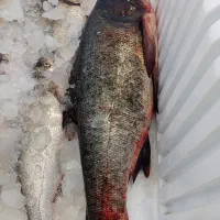 فروش ماهی|ماهی|شاهین دژ, |دیوار