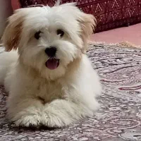 سگ شیتزونر۹ماهه