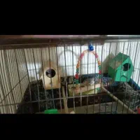 جفت مولد فنچ