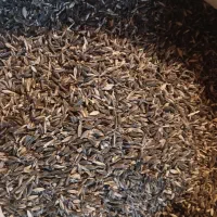 خوارک دام جو سیاه