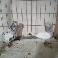 جفتی رنگی یال سیاه گلدار|پرنده|شیراز, شهرک گلستان شمالی|دیوار