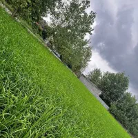 زمین-برنج-کاری