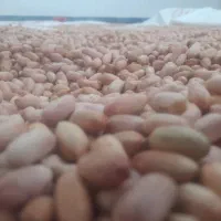 فروشی بادام زمینی برشته شده درجه یک|خوردنی و آشامیدنی|پاکدشت, حصار امیر|دیوار