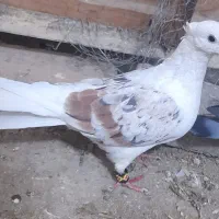 کبوتر زینتی|پرنده|قم, جمکران|دیوار