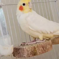 عروس هلندی ماده
