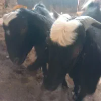 بز جوان دو شکم زا