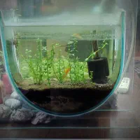 آکواریوم به همراه قرنطینه و کلیه لوازم|ماهی|نور, |دیوار