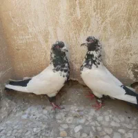 سینه دمسیاه زغالی عطیقه|پرنده|تهران, یافتآباد|دیوار