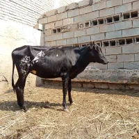 گوساله ماده جرسی