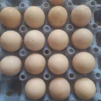 تخمرغ عشایری|حیوانات مزرعه|اصفهان, مفتح|دیوار