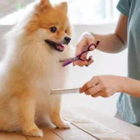 اصلاح سگ اصلاح گربه با تخفیف ویژه