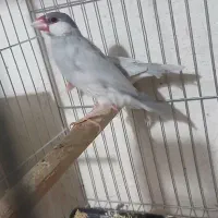 یک جفت نرگسی سیلور مولد معاوضه|پرنده|رشت, جانبازان|دیوار