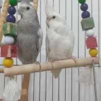 قفس ۱۰۳۳ بزرگ ضخیم و عروس هلندی|پرنده|زیباکنار, |دیوار