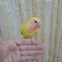 کوتوله برزیلی رام(دستی)