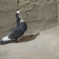 کفتر پلنگ|پرنده|زهک, |دیوار
